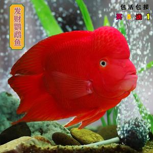 元宝鹦鹉鱼养几条最旺财缩略图