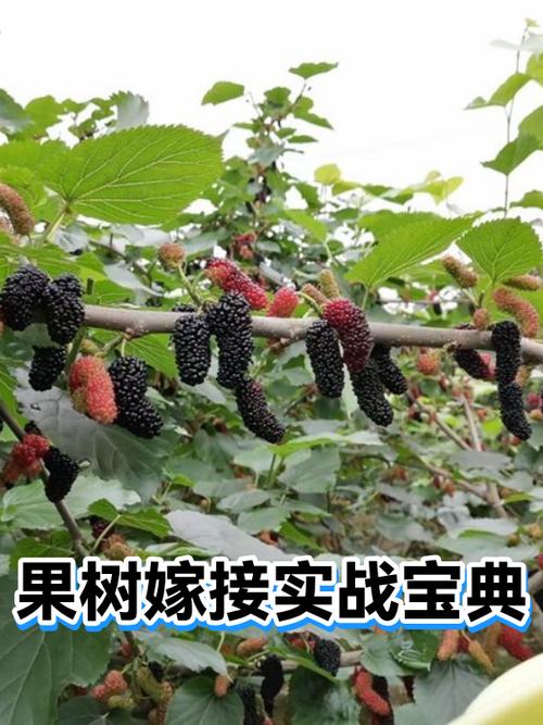 果树嫁接方法和时间游戏截图
