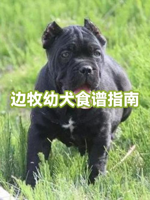 金毛能不能吃茶叶蛋的蛋黄