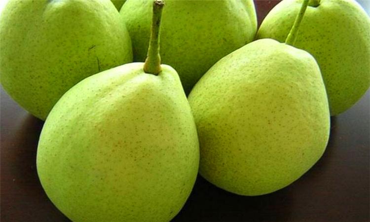 pear是什么意思啊缩略图