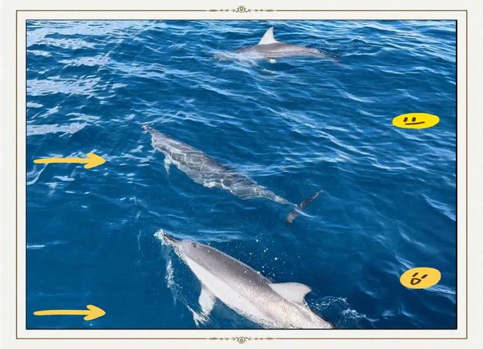 海豚湾简介缩略图