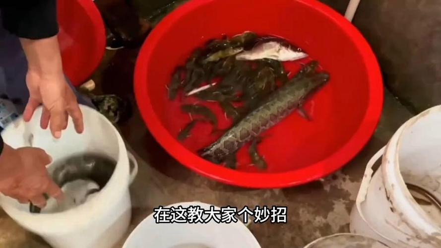 黑鱼为何要尽量少吃缩略图