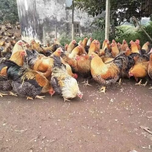 线鸡和阉鸡的区别缩略图