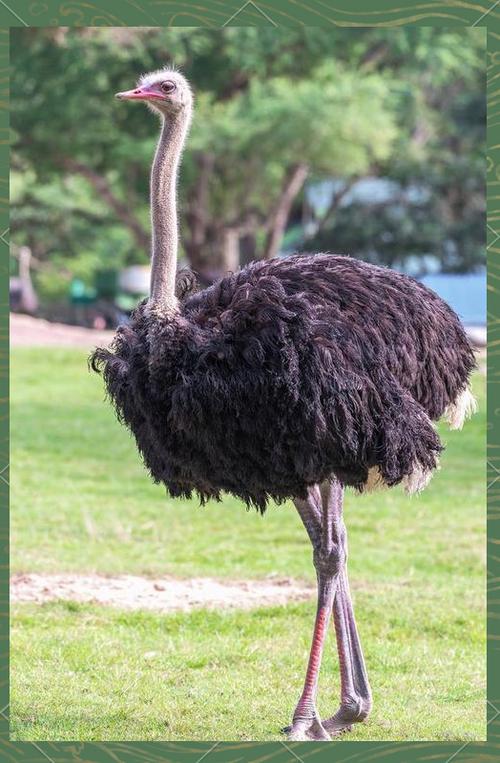 ostriches