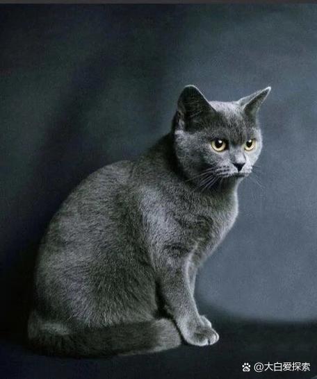 蓝猫属于什么档次的猫缩略图