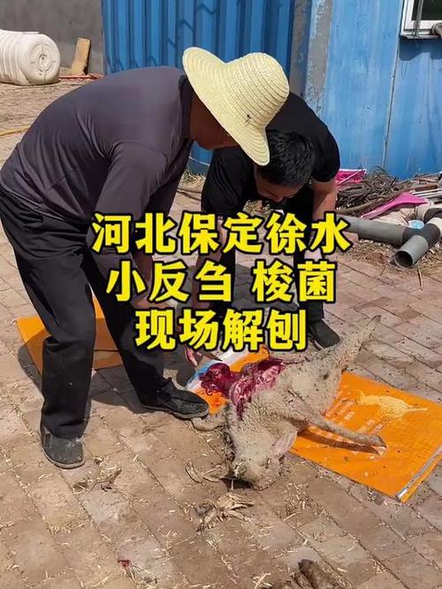羊得梭菌早期症状表现
