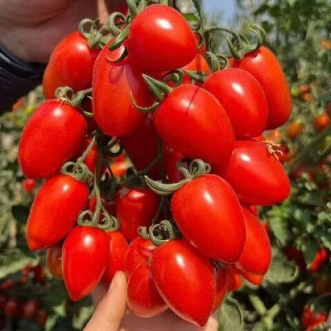 小番茄是什么季节的水果缩略图