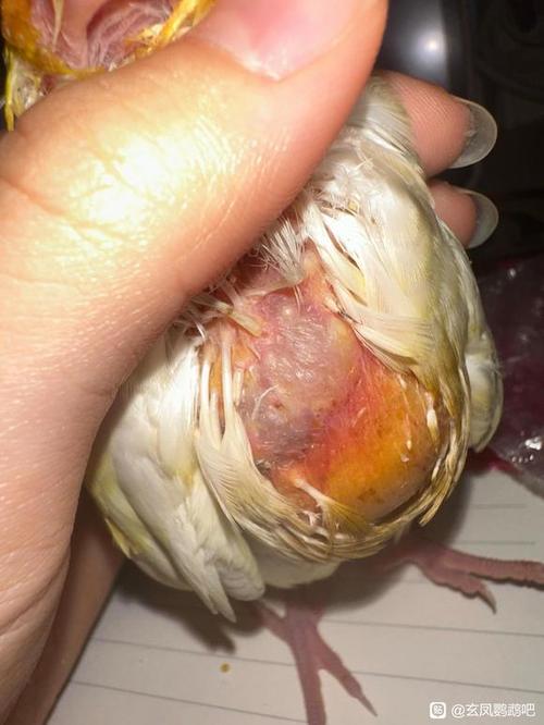 鹦鹉不吃食身体颤抖怎么回事缩略图