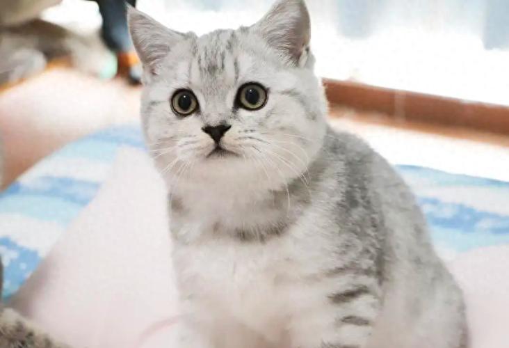 养虎斑猫十大禁忌游戏截图