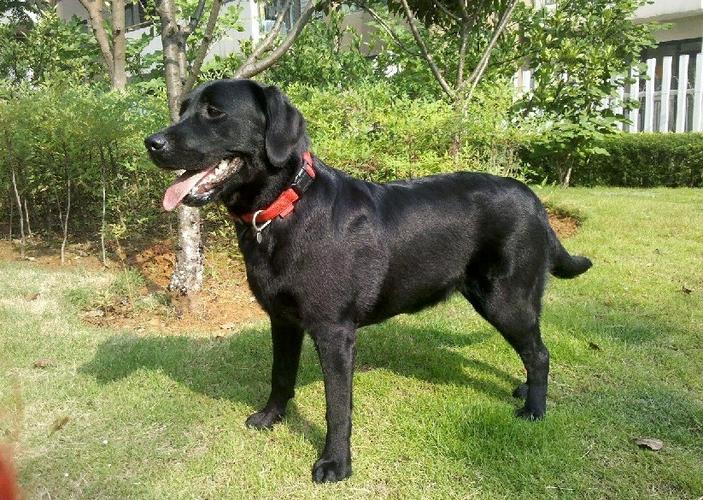 拉不拉多拉犬多少钱一只