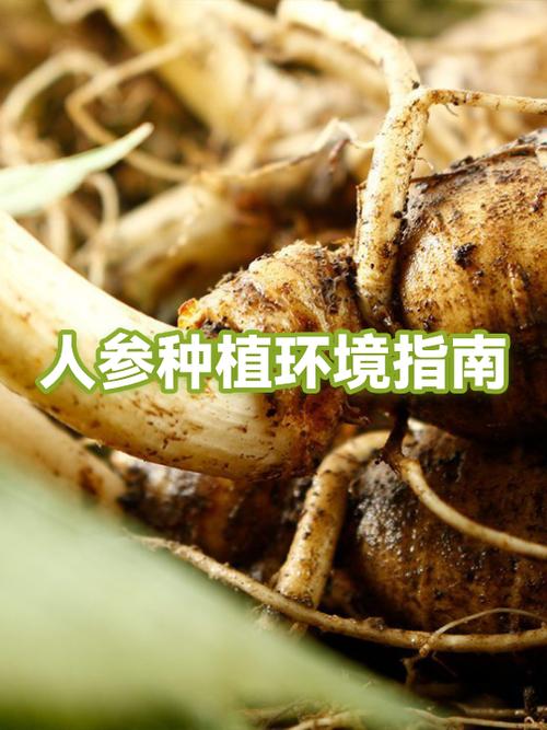 养殖的人参有营养价值吗
