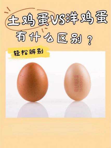 土鸡土鸡蛋蛋是什么歌缩略图