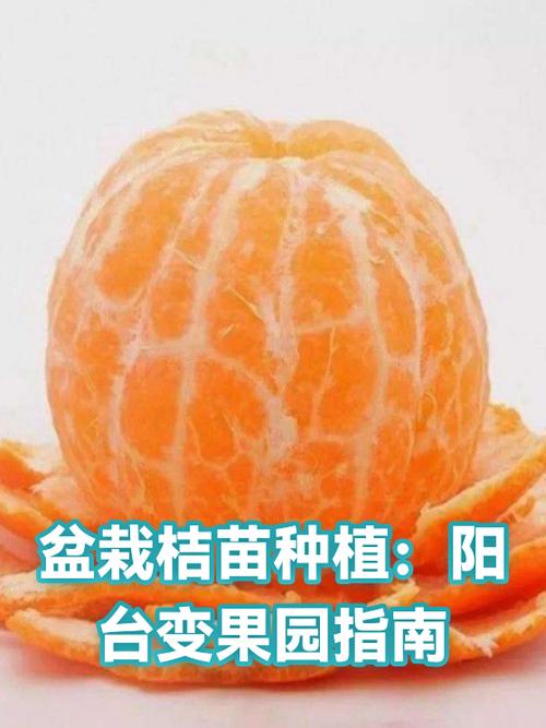 一个果园一年的收入图标