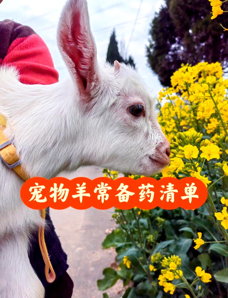 羊拉黑稀用土霉素可以吗