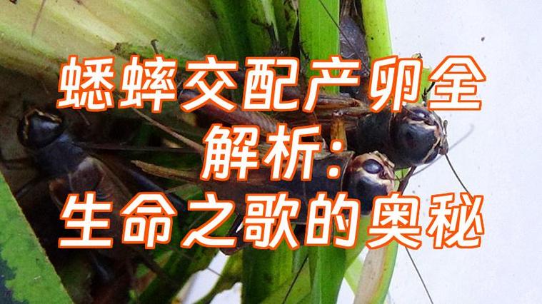蟋蟀一年繁殖几次图标