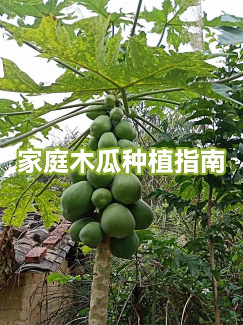 种木瓜能赚钱吗缩略图