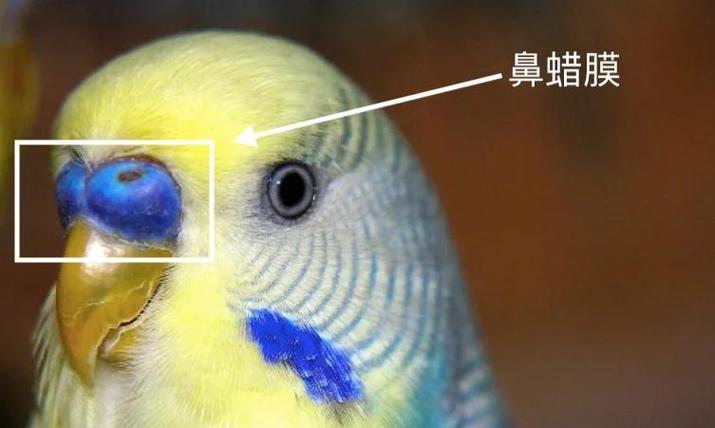 虎皮鹦鹉拉屎频率缩略图