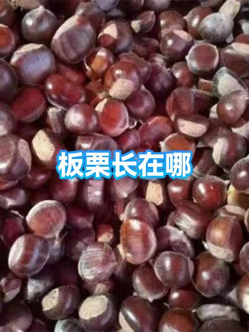 板栗长在哪里图片缩略图