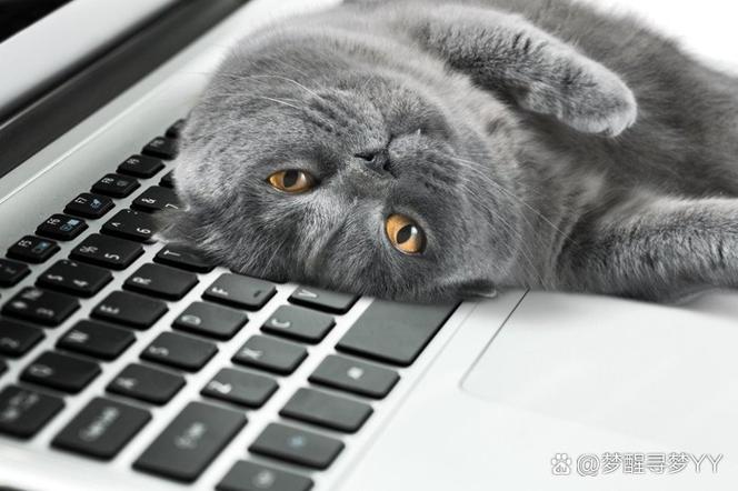 猫为什么喜欢电脑键盘