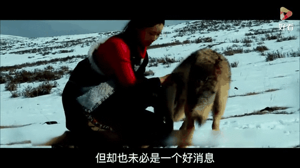 重返狼群纪录片第二部图标
