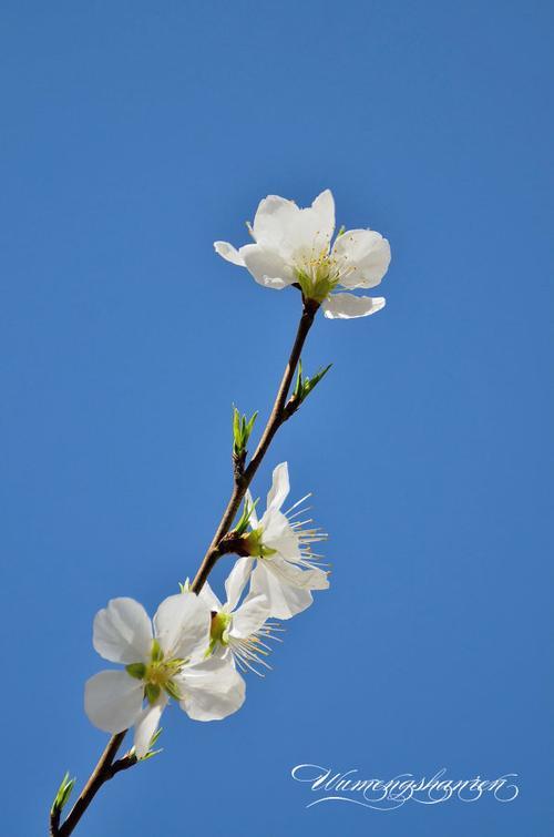 春暖花开百度云