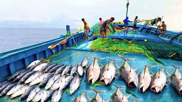 捕鱼视频大全赶海捕鱼缩略图