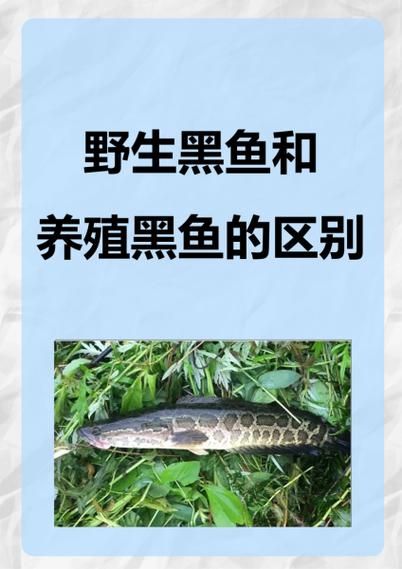 黑鱼的养殖成本和利润图标