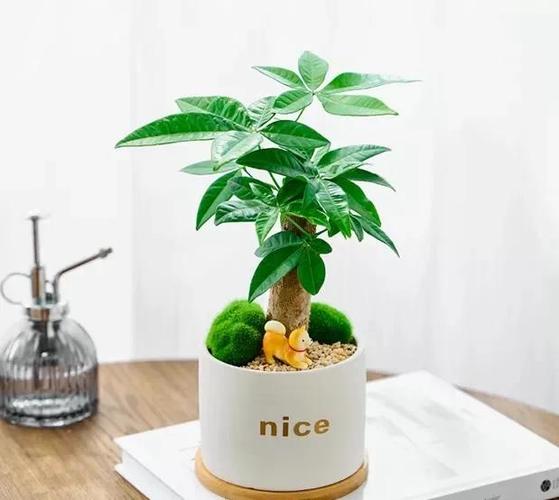 发财树怎么修剪枝叶才好看缩略图