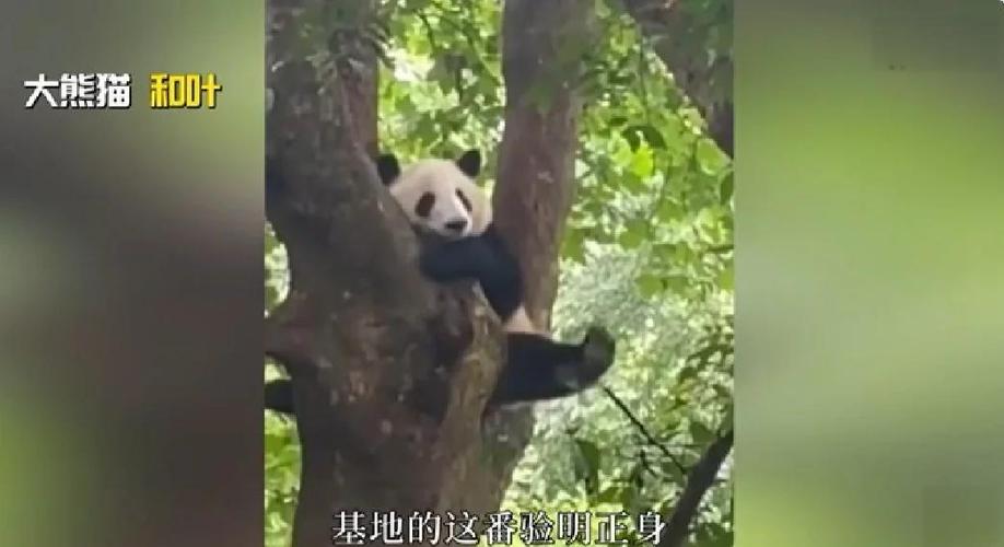 叶子是男的还是女的
