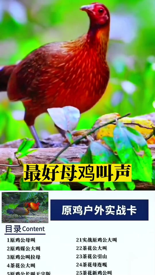 野母鸡叫声诱捕mp3缩略图