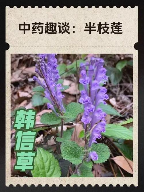 韩信草别名叫什么缩略图