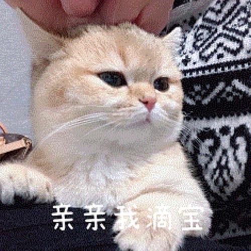 猫耳追剧免费观看全集缩略图
