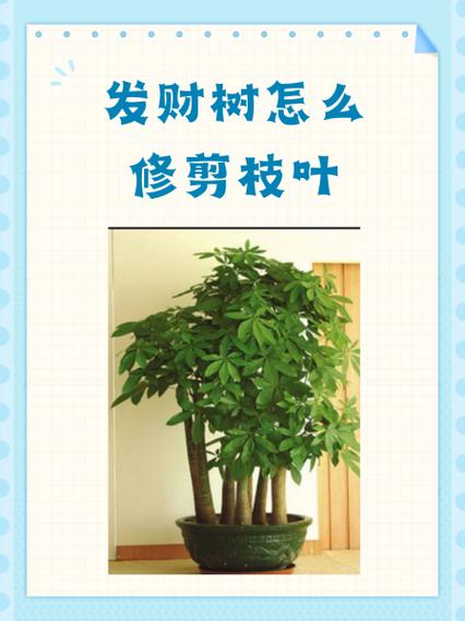 发财树如何修剪枝叶视频缩略图
