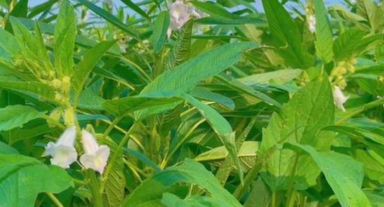 芝麻叶上的虫子图片缩略图