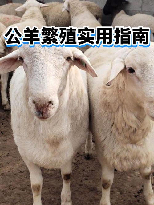 动物繁殖方式游戏截图