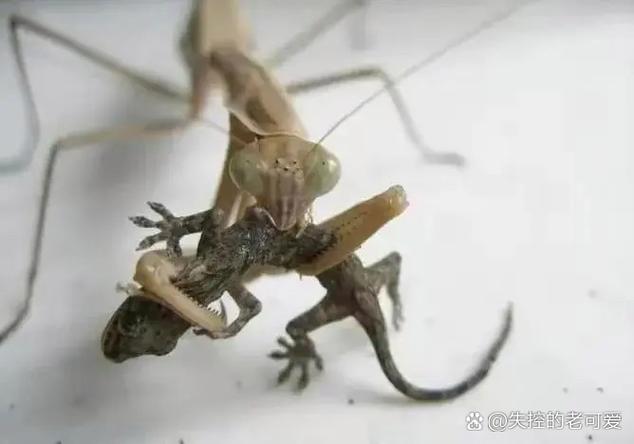 壁虎能打过螳螂吗缩略图