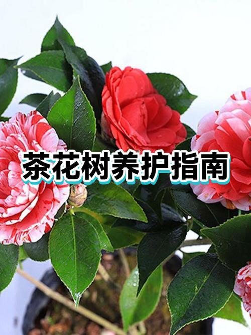 茶花浇水的正确方法缩略图