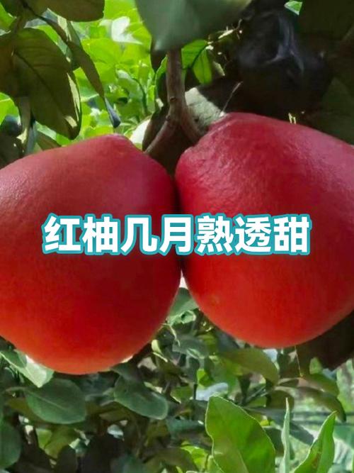 红柚什么时候最甜图标