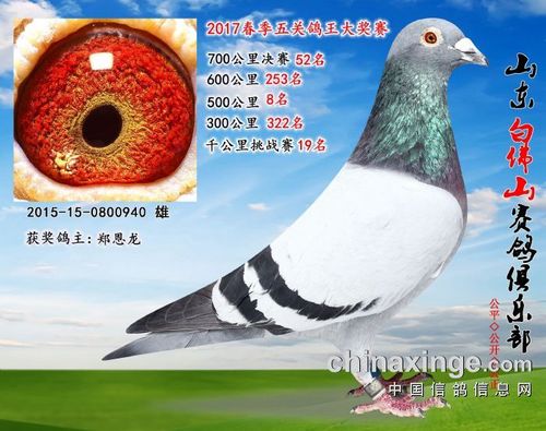 千公里白信鸽图片高清