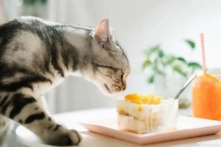 养猫的十大禁忌缩略图