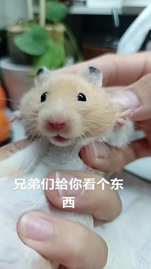 仓鼠魔性笑声GIF表情包缩略图
