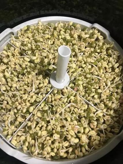 豆芽机发豆芽的做法缩略图