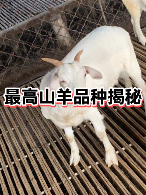 十大巨型山羊品种大全缩略图