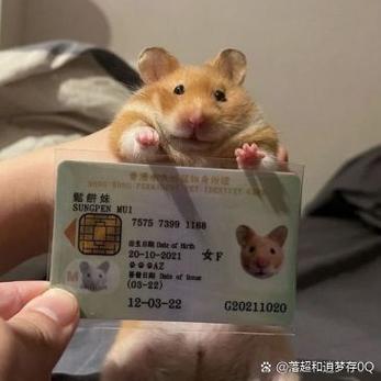 大萌的真实身份缩略图