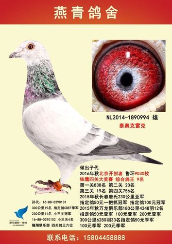 泰迦奥特曼和泰罗奥特曼游戏截图