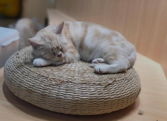 猫匿app官方版缩略图