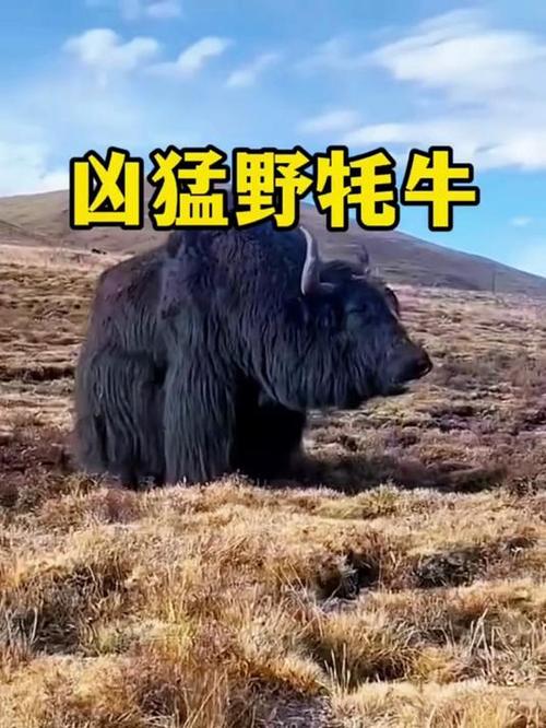 世界上最大的牦牛图标