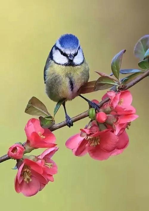 vivo闹铃鸟语花香缩略图