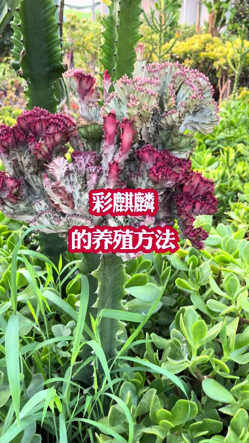 彩麒麟图片缩略图