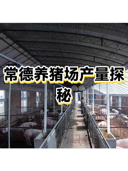 养猪10头一年能挣多少缩略图